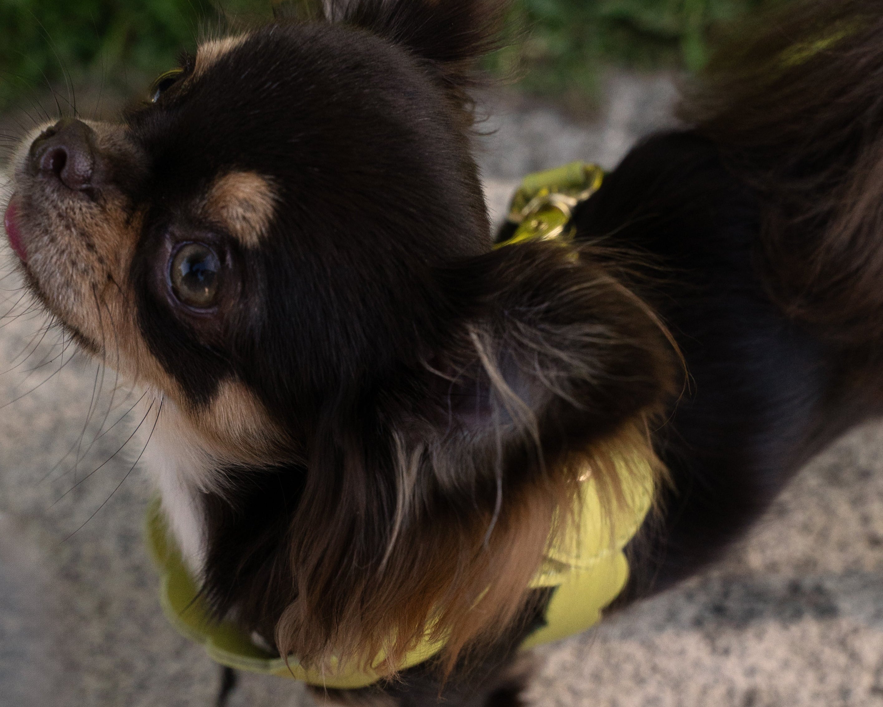 KIT ARNÉS NAMI LIMA