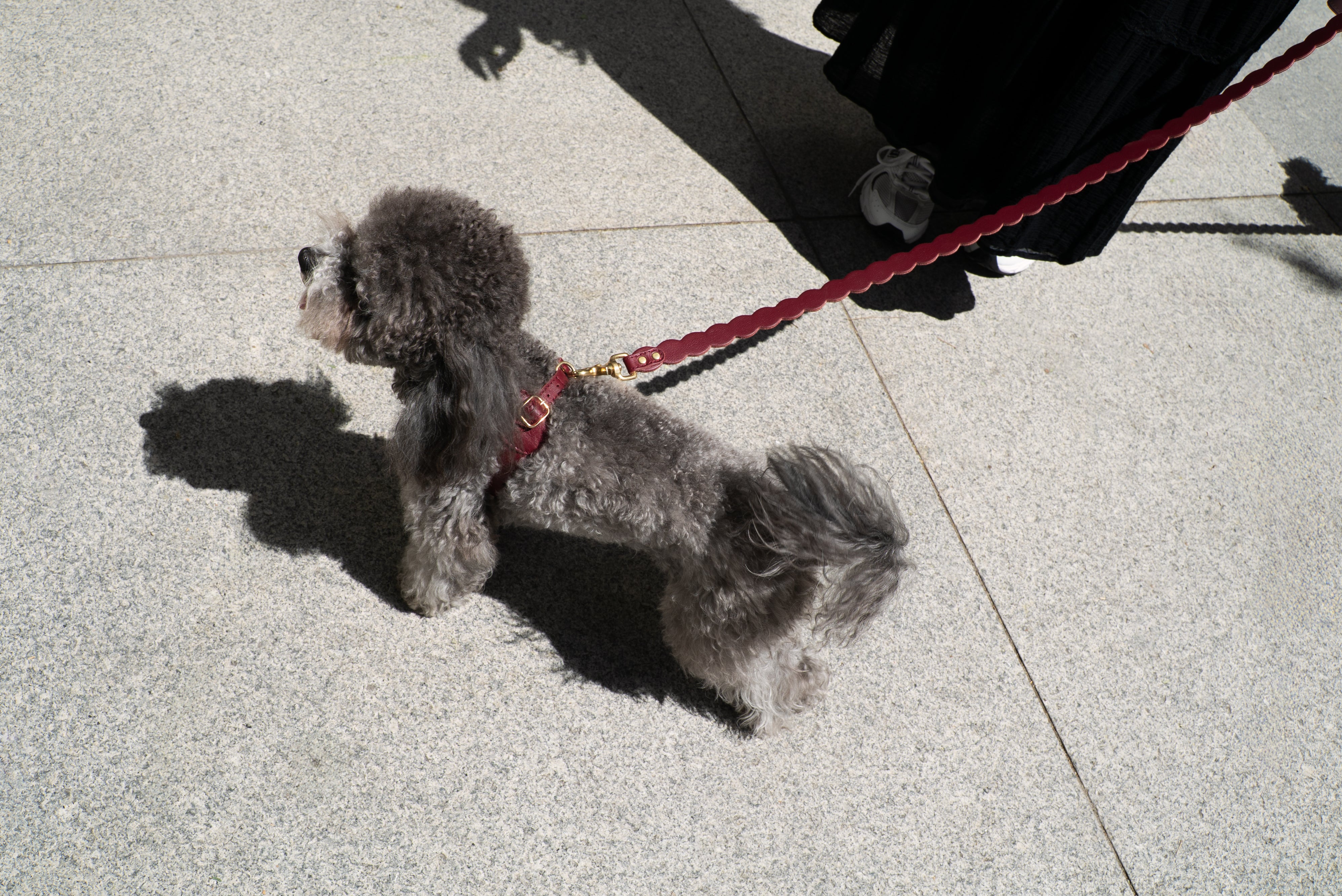 KIT ARNÉS NAMI BURDEOS